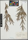Foto von Salix alba subsp. vitellina (L.) Arcang.